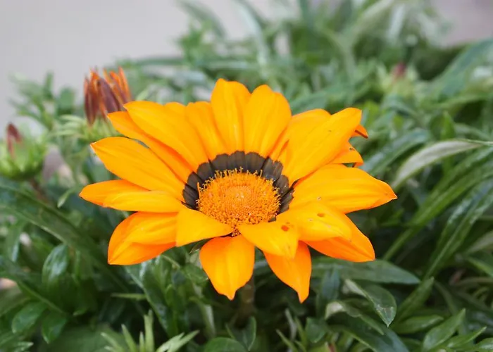 Διαμέρισμα Mirela *