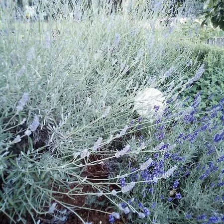 Mirela Appartamento Novigrad Istria