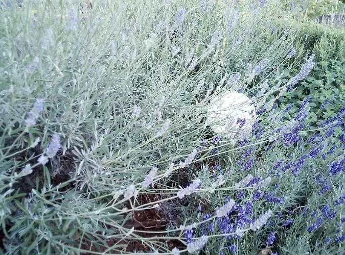 Mirela Lejlighed Novigrad Istria